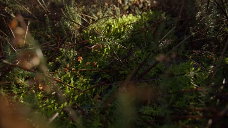 Detail-of-the-forest-ground-filled-with-moss-twigs-and-branches-lit-with-sunshine