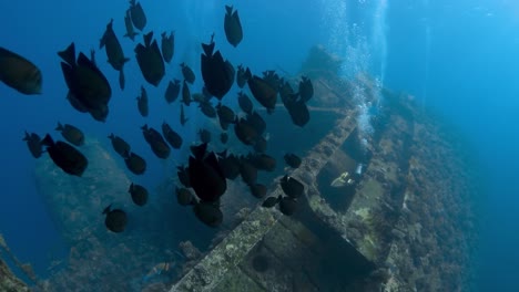Large-black-fish-swim-in-formation-towards-the-Giannis-D-shipwreck-in-the-Red-Sea,-Egypt