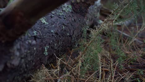 Close-up-fallen-pine-tree-trunk-with-moss-and-pine-needles-nature-forest