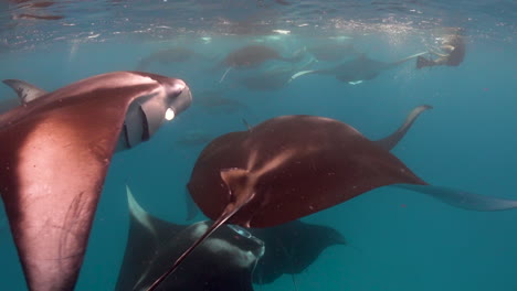 Underwater-view-of-Large-school-of-manta-ray-swimming-close-to-surface
