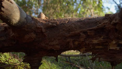 Fallen-tree-trunk-in-middle-of-forest,-close-up-motion-shot