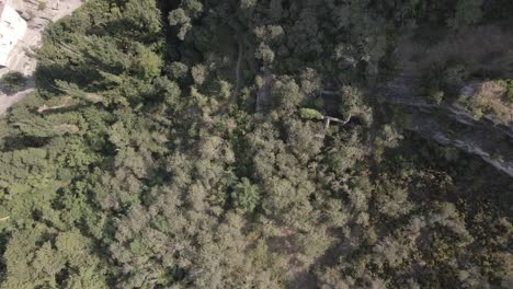 zenital-aerial-view-of-a-forest