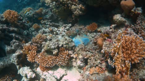 Ein-Kleiner-Tintenfisch-Bewegt-Sich-Zwischen-Korallen-Und-Verbirgt-Sich,-Indem-Er-Sich-Mit-Wechselnden-Farben-Tarnt,-Um-Sich-Der-Umgebung-Anzupassen