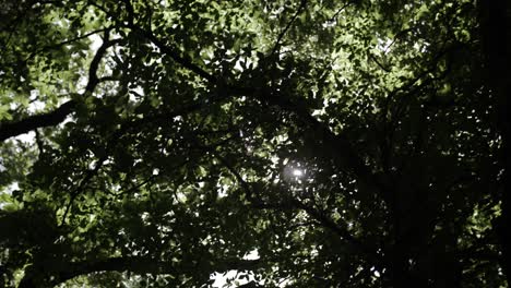 Sonnenlicht-Scheint-Durch-Dunkle-Bäume-Im-Wald