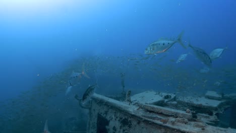 Several-Jack-fish-and-hundreds-of-smaller-fish-swim-over-the-Rosalie-Moeller-shipwreck-in-the-Red-Sea,-Egypt