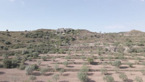 Luftaufnahme-Von-Olivenbaumfeldern