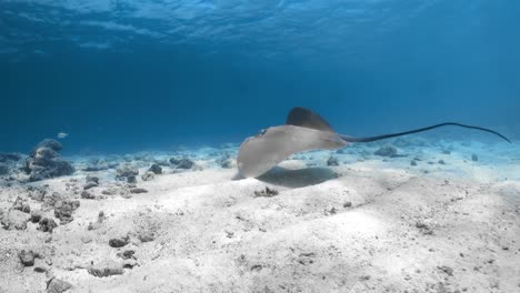 A-stingray-swims-away-from-the-camera-over-the-dead-and-desolate-shallow-ocean-floor-with-scattered-bleached-corals-in-the-Maldives