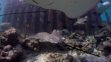 Wide-view-of-group-of-stingray-swimming-near-rocky-ocean-floor