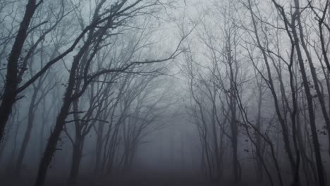 Running-slow-to-fast-in-horror-forest-on-foggy-moody-day,-moving-forward-shot
