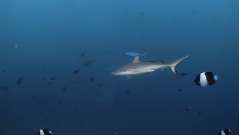 Un-Tiburón-De-Punta-Blanca-Con-Una-Línea-De-Pesca-Pegada-Nada-A-Través-De-Cientos-De-Peces-Pequeños-Junto-A-Un-Arrecife-De-Coral-En-Las-Maldivas