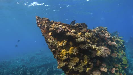 Der-Gesamte-Bug-Des-Schiffswracks-Chrisoula-K-Ist-Mit-Korallen-Bedeckt,-Um-Die-Herum-Fische-Schwimmen