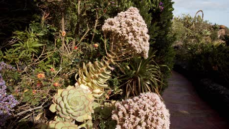 Hermosas-Plantas-Naturales-Silvestres-Cerca-Del-Camino-Artificial-En-Las-Islas-Canarias,-Vista-De-Movimiento-De-Primer-Plano
