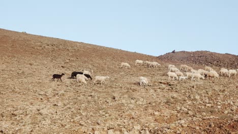 Huge-flock-of-goats-on-rocky-hilly-terrain-of-Lanzarote-island,-handheld-view