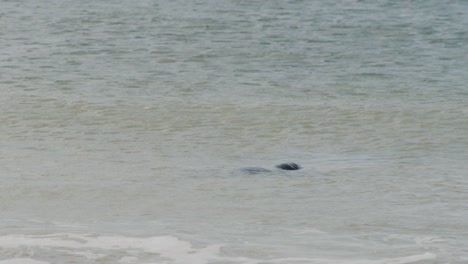 Wild-seal-enjoys-warm-ocean-water-and-relaxing,-static-view