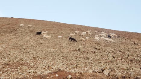 Flock-of-goat-walking-on-rocky-sandy-mountain-slope-in-Lanzarote-island