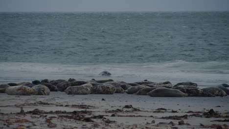 Seal-colony-on-sandy-beach-with-single-seal-guarding-territory,-static-view