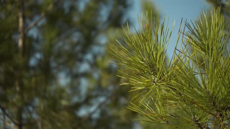 Cluster-Of-Pine-Tree-Needles-In-The-Forest
