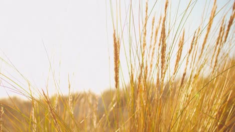 Golden-grasses-bathing-in-the-warming-sunshine-on-a-beautiful-warm-day