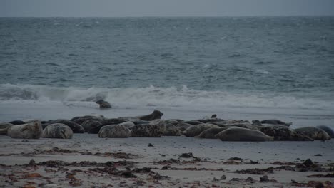 Colony-of-wild-seals-on-stormy-ocean-coastline,-static-distance-view
