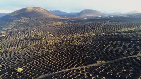 Majestic-endless-landscape-of-Lanzarote-wine-farm-made-in-small-craters,-aerial-view
