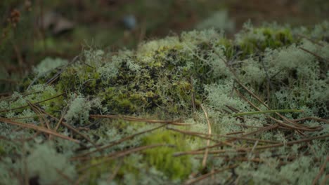 Moss-covered-Rainforest-Ground-With-Twigs