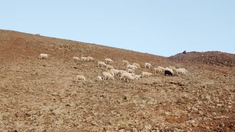 Ziegenherde-In-Felsigem-Ackerland-Der-Insel-Lanzarote,-Handheld-Ansicht