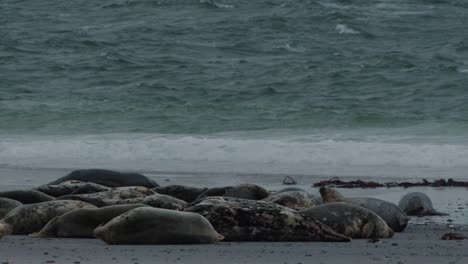 Many-wild-seals-sleeping-on-sandy-ocean-coastline-with-beautiful-waves,-static-view