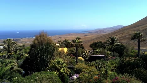 Vuele-Cerca-De-Las-Palmeras-En-Un-Parque-Exótico-En-La-Isla-De-Lanzarote-En-Un-Día-Soleado-Vibrante,-Vista-Aérea