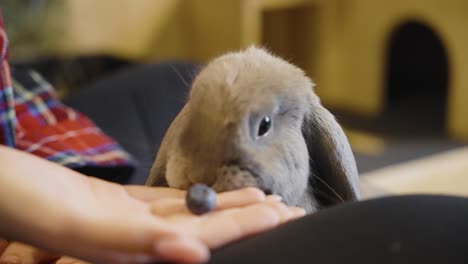 Bunnies-grabing-blueberries-from-a-hand,-UHD-in-slow-motion