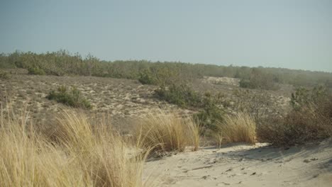 Sandy-coastal-dunes-with-beachgrass-growing-on-sunny-day,-pan-left-shot