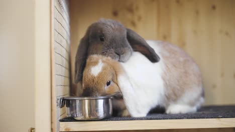 Two-bunnies-together,-one-drinking-water-from-a-bowl,-handheld-closeup-in-UHD