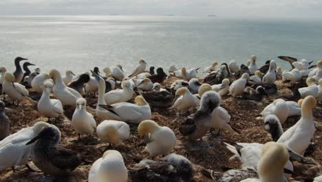 Endless-count-of-gannet-birds-sitting-on-ocean-coastline,-static-view