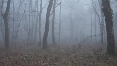 Heavy-fog-in-forestry-area-making-feel-scary