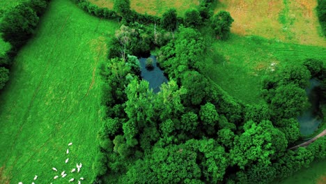 Herd-of-sheeps-sleeping-in-a-meadow,-aerial-view-on-green-trees-and-pond