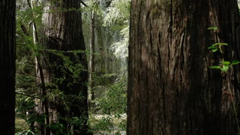 Blick-Zwischen-Den-Bäumen-Auf-Einen-Wunderschönen-Wasserfall,-Eine-Paradiesische-Waldlandschaft,-Eine-Perfekte-Entspannende-Hintergrundstatik