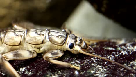 Golden-Stonefly-Nymph-Clinging-to-a-Rock-in-a-Trout-Stream---close-view