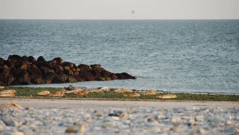 Junge-Wilde-Robbenbabygruppe,-Die-In-Richtung-Blaues-Ozeanwasser-Eilt,-Statische-Ansicht