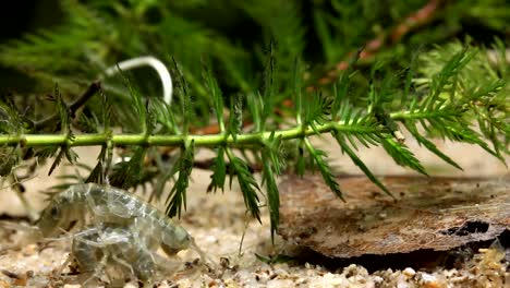 Freshwater-Shrimp--Mating-and-Feeding