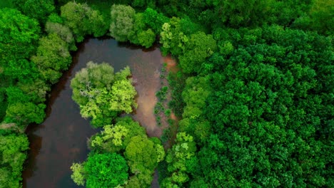 Pond-with-transparent-water-in-the-middle-of-forest,-drone-view