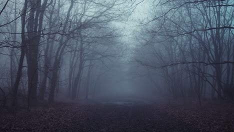 Walking-slowly-among-leafless-trees-on-foggy-day