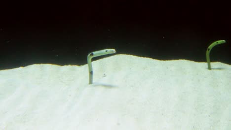 Detail-of-small-Spotted-garden-eel-in-aquarium