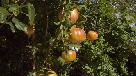 Deliciosa-Fruta-De-Granada-Madura-Que-Crece-En-Un-árbol-En-La-Isla-De-Cerdeña,-Vista-De-órbita-Cercana