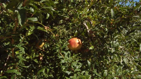 Delicious-vibrant-pomegranate-fruits-growing-on-green-vibrant-tree-in-Sardinia,-close-up-view