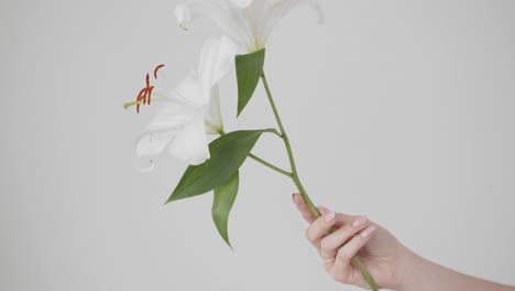 White-Madonna-Lilies-Held-By-Female-Hands,-Isolated-In-White-Background