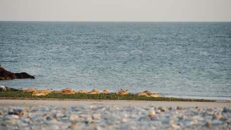 Young-wild-seal-cubs-rushing-towards-ocean-water,-static-distance-view