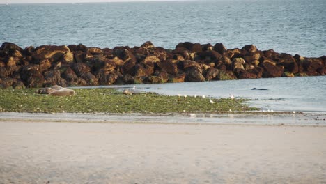 Couple-of-wild-seals-enjoying-sunshine-on-sandy-coastline,-static-view