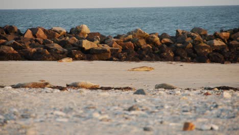Young-seal-cub-rushing-towards-Atlantic-ocean-on-sandy-beach,-motion-view