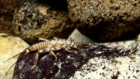 Golden-Stonefly-Nymph-Clinging-to-a-Rock-in-a-Trout-Stream---wide-view