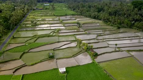 1-million-$-aerial-view-flight-drone-footage-panorama-overview-tilt-down-drone
of-bali-ricefield,-daytime-summer-2017