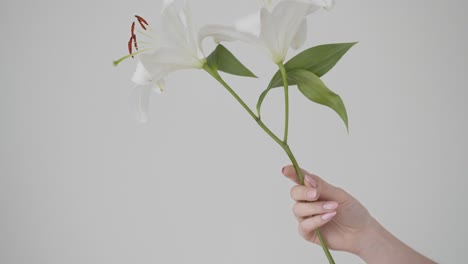 Hand-of-woman-holds-white-flowers-against-white-background,-static-view